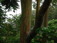 Road to Hana - these are the colored trees