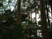 Road to Hana - these are the colored trees