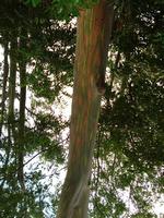 Road to Hana - these are the colored trees