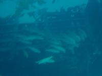Schools in for the fish