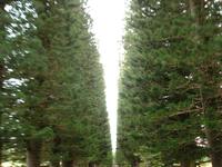 When trees are lined up like this, it signifies that is a royal path..... so it means that is my path (geo)