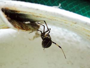 black widow alive and ready to bite me underneath garden hose holder