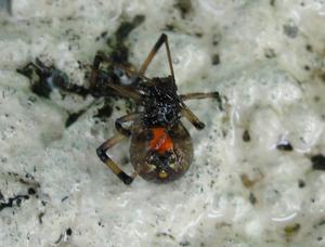 the now killed black widow dead :( on the floor, I actually felt a little sorry for it